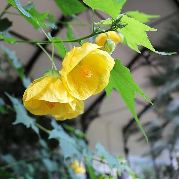 2 Abutilon Plants Live 5-8 Inches Tall - Abutilon Lantern Trailing Hanging Flower Vine Perfect for Enhancing Your Indoor Outdoor Garden (Yellow)