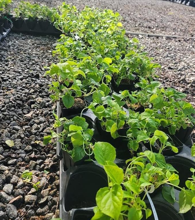 Climbing Hydrangea Anomala (petiolaris) - Live Plant - (1 QT)