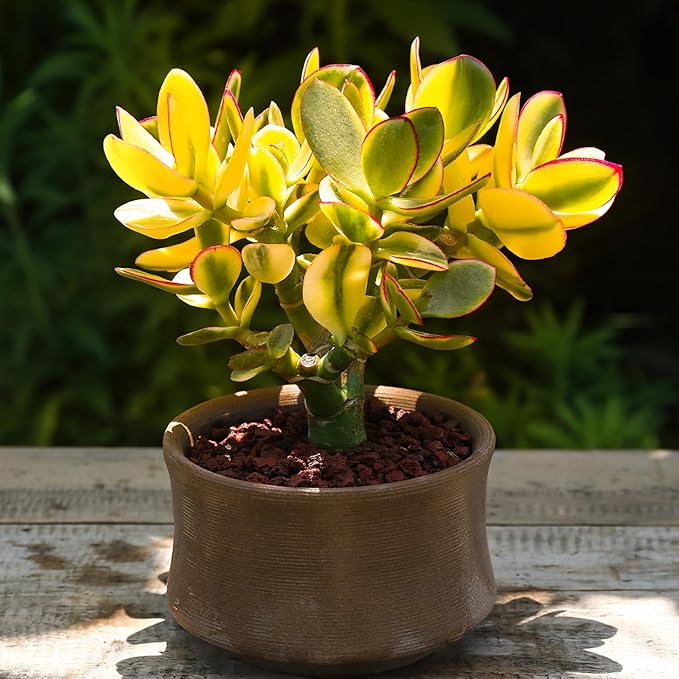 Golden Jade with Green Stripe Pot, Live Crassula Ovata 'Hummel Sunset' Succulent, Rare Cute Plant, Home Office Decor