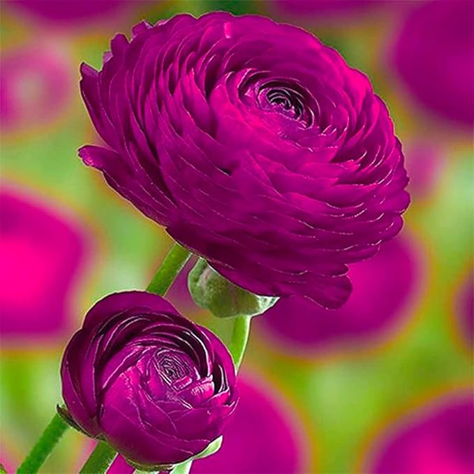 Ranunculus Bulbs for Planting, 25 Purple Ranunculus Bulbs for Fall Planting, French Peony Ranunculus Corms Bulk Ranunculus Flowers Buttercups, Butterfly Ranunculus Bulbs to Grow