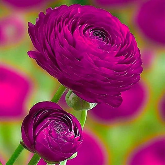 Ranunculus Bulbs for Planting, 25 Purple Ranunculus Bulbs for Fall Planting, French Peony Ranunculus Corms Bulk Ranunculus Flowers Buttercups, Butterfly Ranunculus Bulbs to Grow