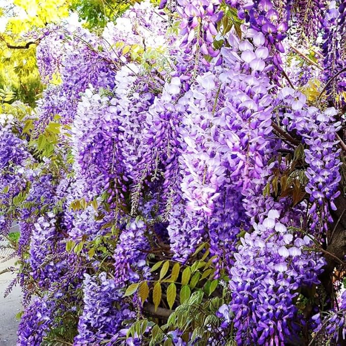 2 Purple Wisteria Trees Live Plants for Planting 6 to 12 Inch Tall, Purple Wisteria Plant Live to Grow, Wisteria Vine Live Plant for Planting, Fragrant Wisteria Flowers, in Pots