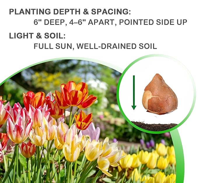 Easy Ground Cover Tulip Tarda -12 Bulbs-Mixed Colors | Red, Yellow, Orange, Pink & White Flowers – Low‑Growing Spring Bloomers for Gardens & Containers–Zones 3–8-Attracts Butterflies & Bees (12 Bulbs)