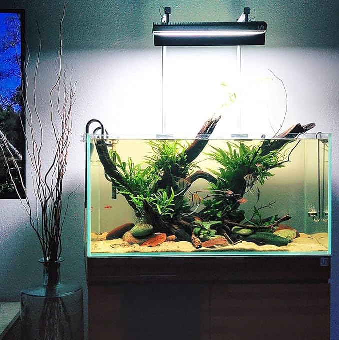 SubstrateSource Java Fern Live Aquarium Plants - Potted Freshwater Plant for Fish Tanks - Beginner Friendly, Low Light (Java Fern, 5 Pots)