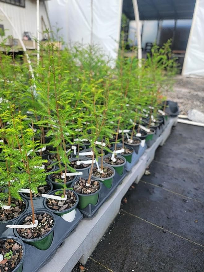 Bald Cypress Tree (Taxodium distichum) - Live Plant - (1 QT)