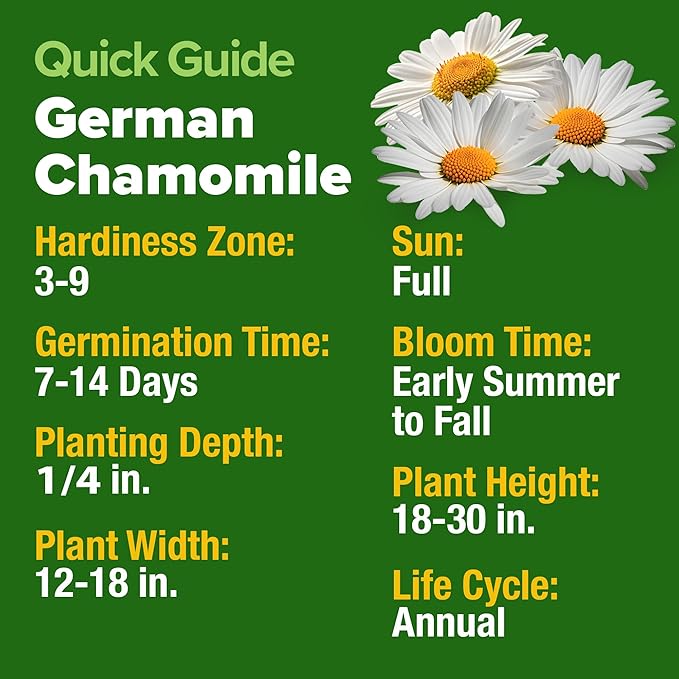 HOME GROWN German Chamomile Seed Pack – 2,280 Non GMO Heirloom Seeds for Planting for Sustainable Gardens and Soothing Medicinal Herbal Teas (Matricaria chamomilla)