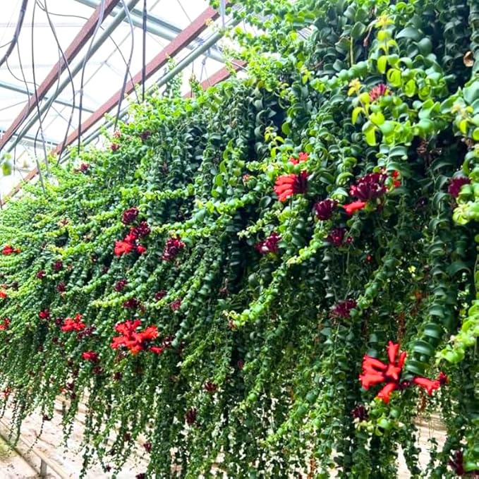 Curly Twister Lipstick Plans Live Houseplants in Pot, Aeschynanthus Red Flower Vine Décor Office, Desk Indoor Outdoor Growing