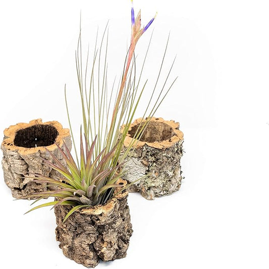 Air Plant Shop Cork Bark Planters with Assorted Air Plants- Wholesale and Bulk - Succulents - Live Tillandsia - Easy Care Indoor and Outdoor House Plants
