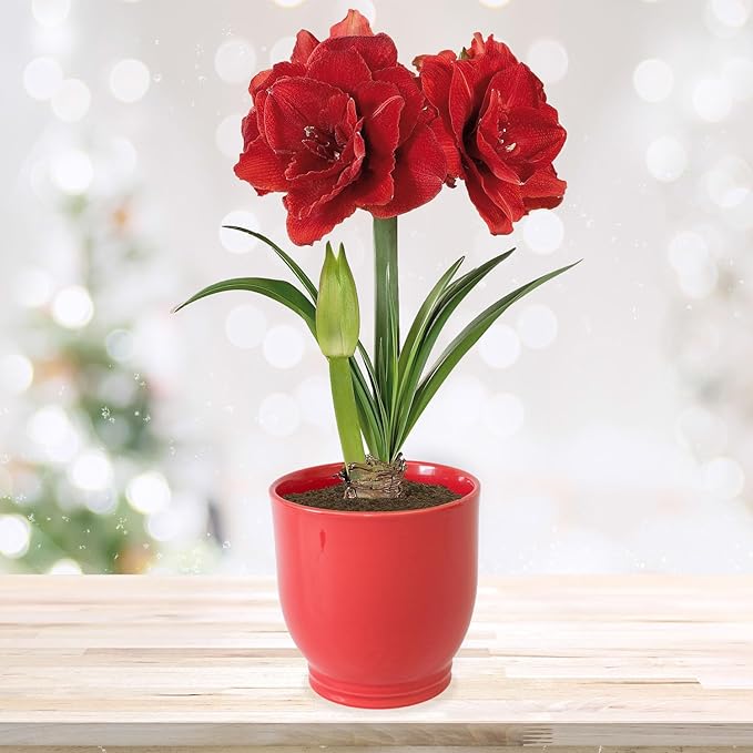 Garden State Bulb Red Double Amaryllis Bulb Gift Kit, 26/28cm, Decorative Planter (Red Ceramic)