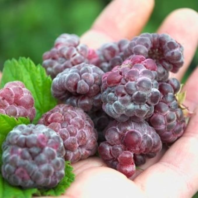 Set 2 Glencoe Thornless Raspberry Plants Live, Raspberry Trees Live Plants, Raspberry Seedlings, 5-9 Inc, Raspberry Fruits Trees