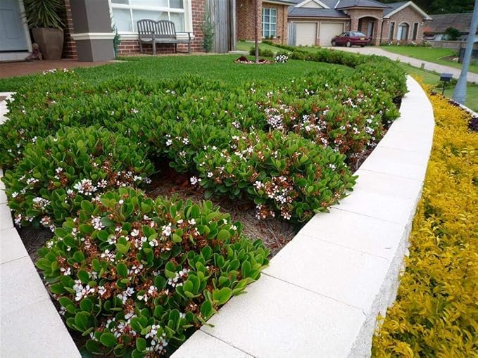 Indian Hawthorn - 20 Live Plants - Rhaphiolepis Indica Alba - Flowering Evergreen Shrub
