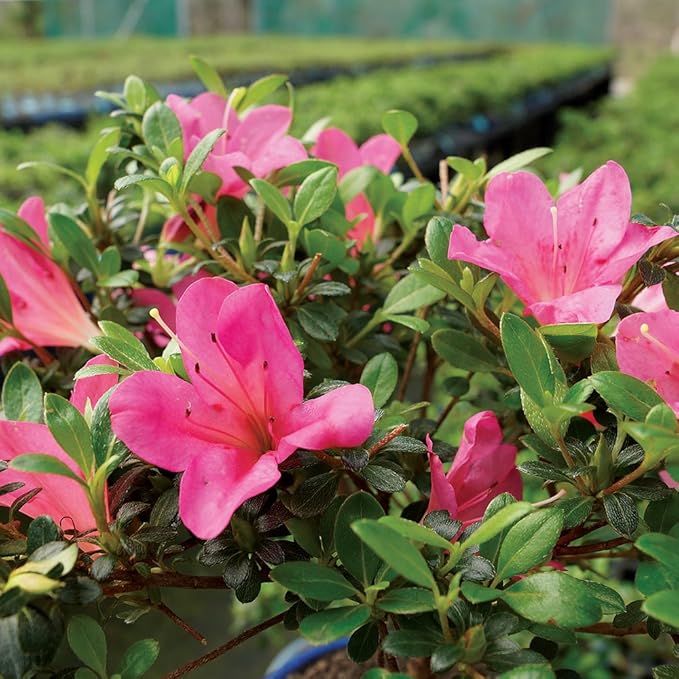 Brussel's Bonsai Live Satsuki Azalea Bonsai, Outdoor, Live Flowering Bonsai Tree - Small, 5 Years Old, 5 to 8 inches Tall - Grower Bonsai Pot