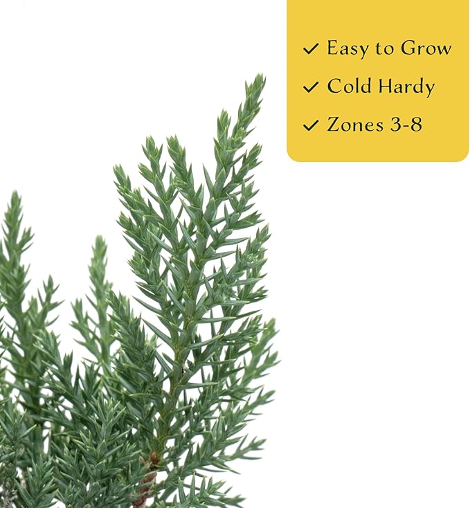 4 Tamarix Juniper in 3.5" Nursery Cubes | Juniperus Sabina ‘Tamariscifolia’ | Dense, Low-Maintenance Evergreen Shrub with Fine, Feathery Foliage | Ready-to-Plant Live Starters