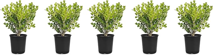Japanese Boxwood | 5 Live 4 Inch Pots | Buxus Microphylla | Formal Evergreen Low Maintenance Hedge Plants