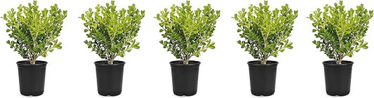 Japanese Boxwood | 5 Live 4 Inch Pots | Buxus Microphylla | Formal Evergreen Low Maintenance Hedge Plants