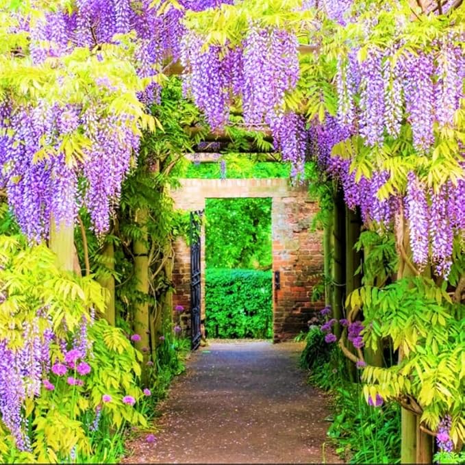 2 Wisteria Tree Live Plant for Planting, 6 to 12 Inch Tall, Wisteria Vine Live Plant, Perennial Flowering Plant, Well Rooted, Potted