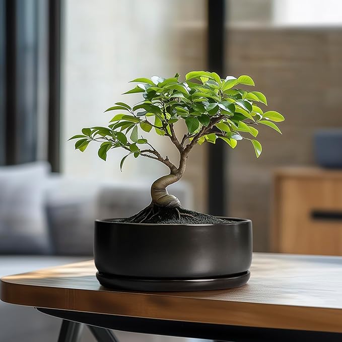 SQOWL Bonsai Pots - 8 Inch Ceramic Plant Pots for Succulents, Round Indoor Planter with Drainage Hole and Saucer, Shallow Modern Planter Bowl, Room Decor, Black