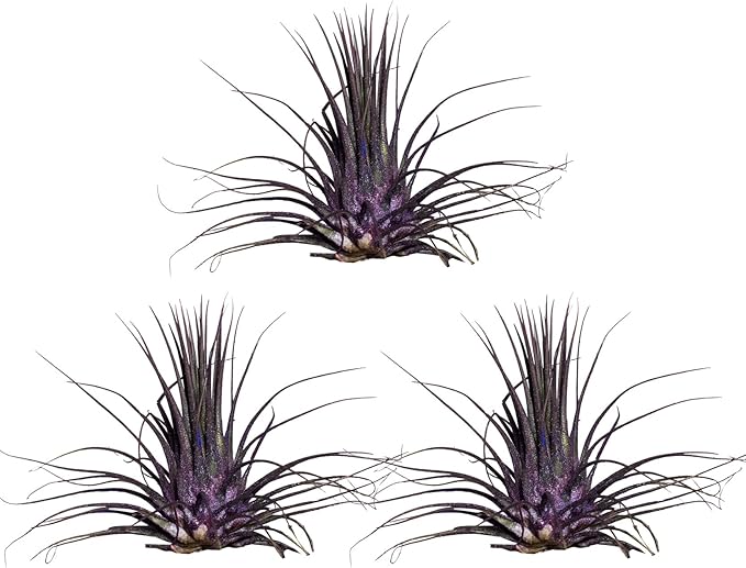 Air Plants - Tillandsia Ionantha - Organically Enhanced Color - Live Arrival Guaranteed - House Plants for Home Decor & Gift (Purple Pansy 3pk)