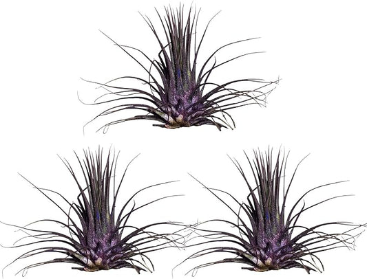 Air Plants - Tillandsia Ionantha - Organically Enhanced Color - Live Arrival Guaranteed - House Plants for Home Decor & Gift (Purple Pansy 3pk)