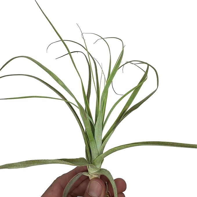 ragnaroc Air Plants - Tillandsia Straminea Jumbo 6-9" - 3ct - Live Arrival Guaranteed - House Plants for Home Decor & Gift
