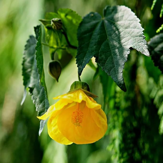 2 Abutilon Plants Live 5-8 Inches Tall - Abutilon Lantern Trailing Hanging Flower Vine Perfect for Enhancing Your Indoor Outdoor Garden (Yellow)