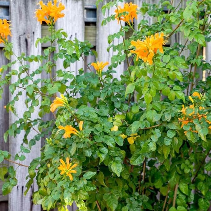 2 Mix Honeysuckle Plants Live, Fragrant Honeysuckle Climbing Vine for Garden, Trellis, or Fence, Starter Plugs 4-8 Inch (Yellow Orange Blooms)