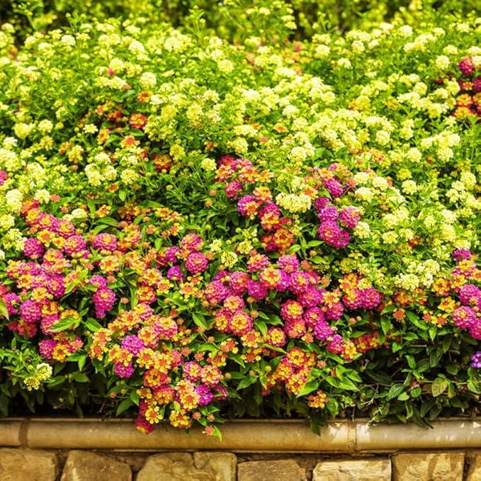 Pack 2 Tri-Colored Lantana Plants Live for Planting Outdoors, 2 to 5 Inch Tall, Lantana Plants Live, Well Rooted