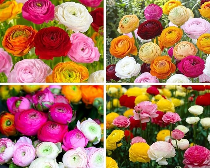 Ranunculus Bulbs for Planting, 25 Mix Ranunculus Bulbs for Fall Planting, French Peony Ranunculus Corms Bulk Ranunculus Flowers Buttercups, Butterfly Ranunculus Bulbs to Grow