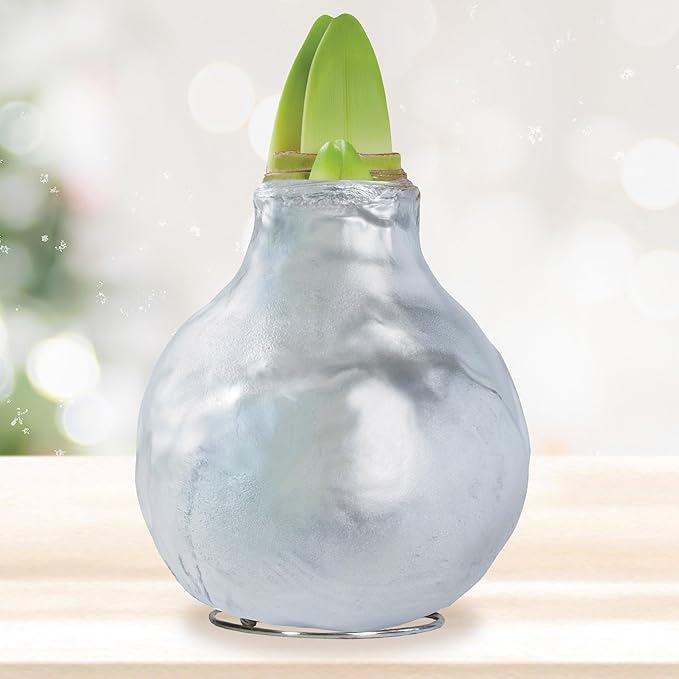 Garden State Bulb Waxed Amaryllis Flower Bulb, 30/32cm (Silver)