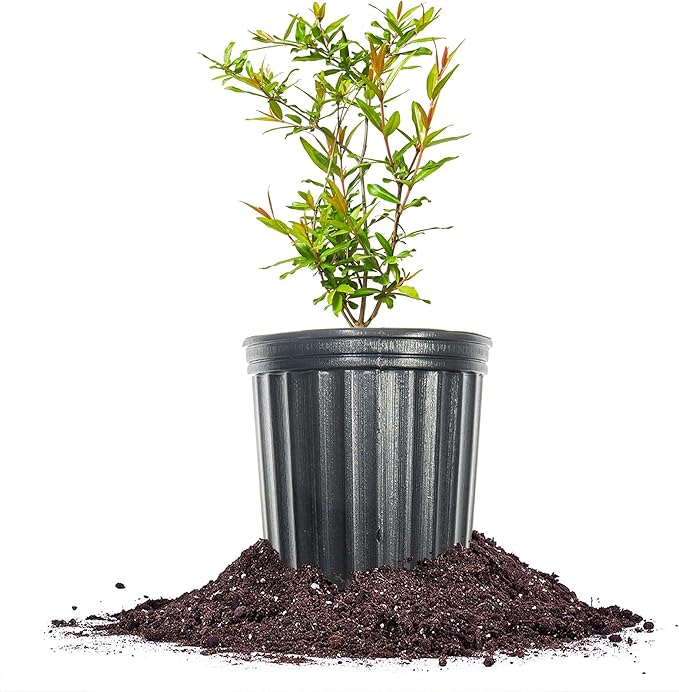 PERFECT PLANTS Wonderful Pomegranate Tree Large Delicious Fruit |, 1 Gal, Heavy Producer, 1 count