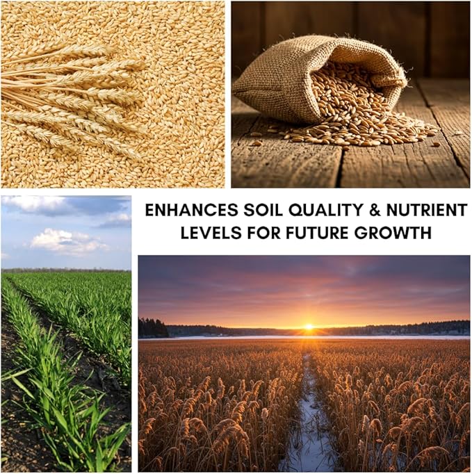 Wheat Cover Crop Seeds | Made in USA (1 Pound)
