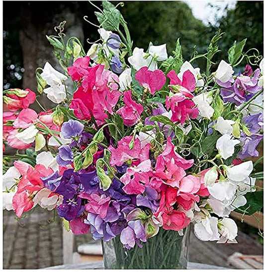 Dwarf Bijoux Sweet Pea Mixed Seeds - Approximately 65 Seeds…