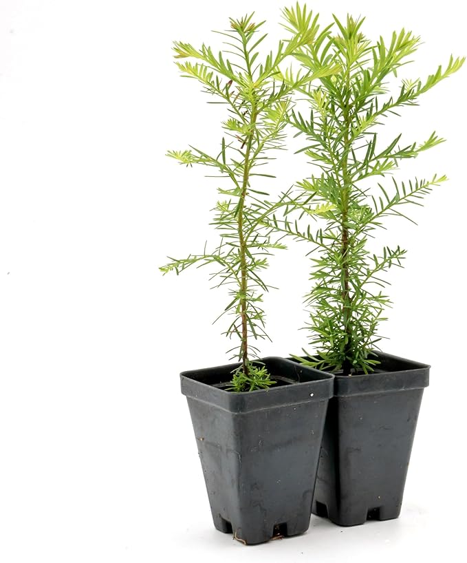 2 Coastal Redwood in 2.5” Nursery Cubes (Sequoia sempervirens) | Majestic Evergreen Tree for Shade, Privacy & Wildlife Support | Ready-to-Plant Live Starter Plants