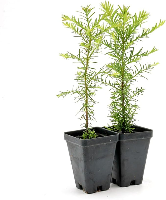 2 Coastal Redwood in 2.5” Nursery Cubes (Sequoia sempervirens) | Majestic Evergreen Tree for Shade, Privacy & Wildlife Support | Ready-to-Plant Live Starter Plants