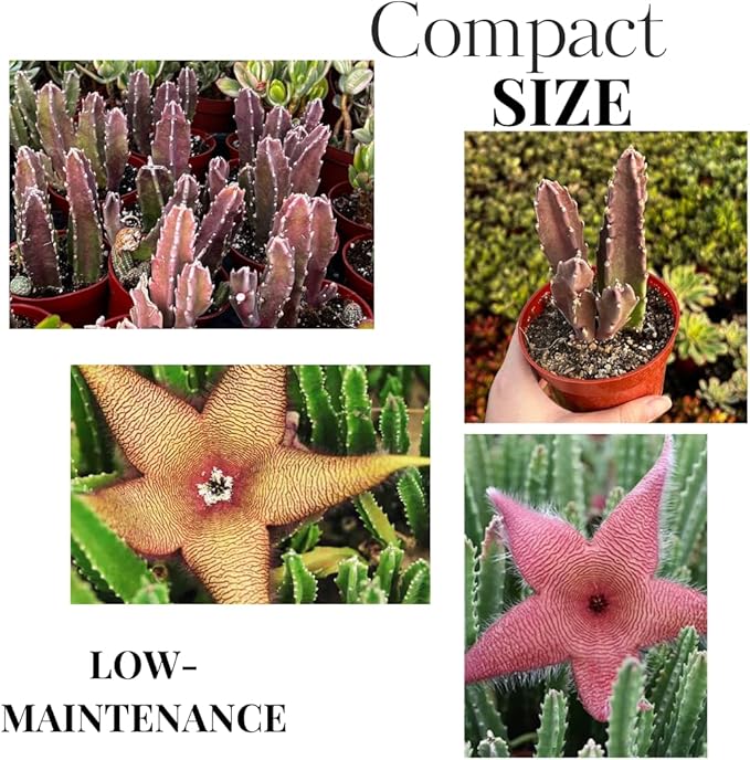 Sets 2 Rare Starfish Cactus Plant Live in 2" Pot, Small Cactus Succulent Well Rooted 4-8 Inch Tall, Ornamental Houseplant for Hanging Basket Trailing