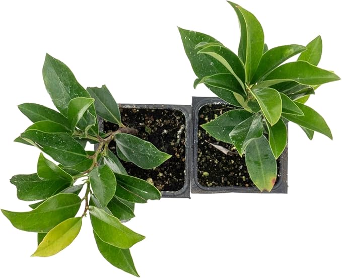 2 Dwarf Carolina Cherry Laurel in 3.5” Nursery Cubes (Prunus caroliniana ‘Compacta’) | Evergreen Shrub for Privacy Hedges, Screens, and Ornamental Landscaping | Ready-to-Plant Live Starter Plants