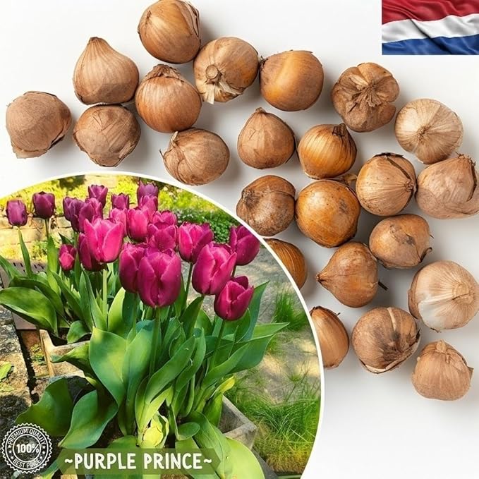 Purple Prince Tulip Bulbs – 50 Bulbs Easy Grow Perennial Tulips | Vibrant Early Spring Blooms | Fall Planting | Excellent for Cutting & Garden Borders