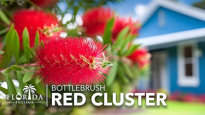 Bottlebrush Red Cluster | 30 Live Plants | Callistemon | Drought Tolerant Shrub, Evergreen Foliage, Vibrant Red Blooms, Low Maintenance Plant, Attracts Hummingbirds, Landscaping