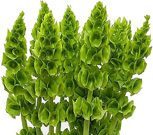 Bells of Ireland Seeds - Great Addition to Flower Borders - Approximately 150 Seeds