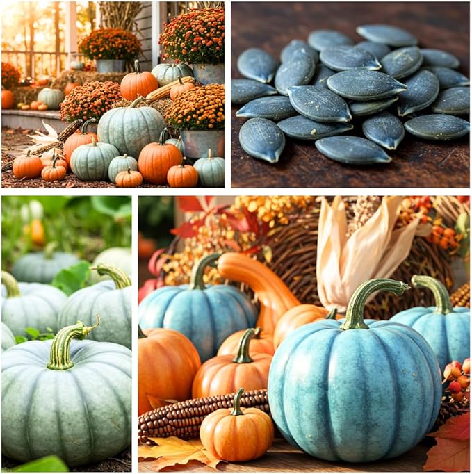 Exotic Blue Pumpkin Seeds | 10 Seeds Packet | Blue Jarrahdale Pumpkin | Beautiful Slate Color for Fall Décor & Baking | Easy Heirloom Seeds