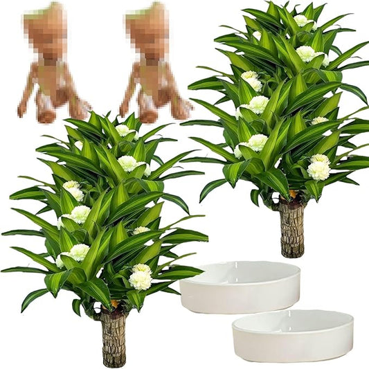 Brazilian Lucky Wood Plant, Brazilian Wood with Energy Crystals, Low-Light Office, Bedroom Decor, Home Good Luck Decor (Two Little People)