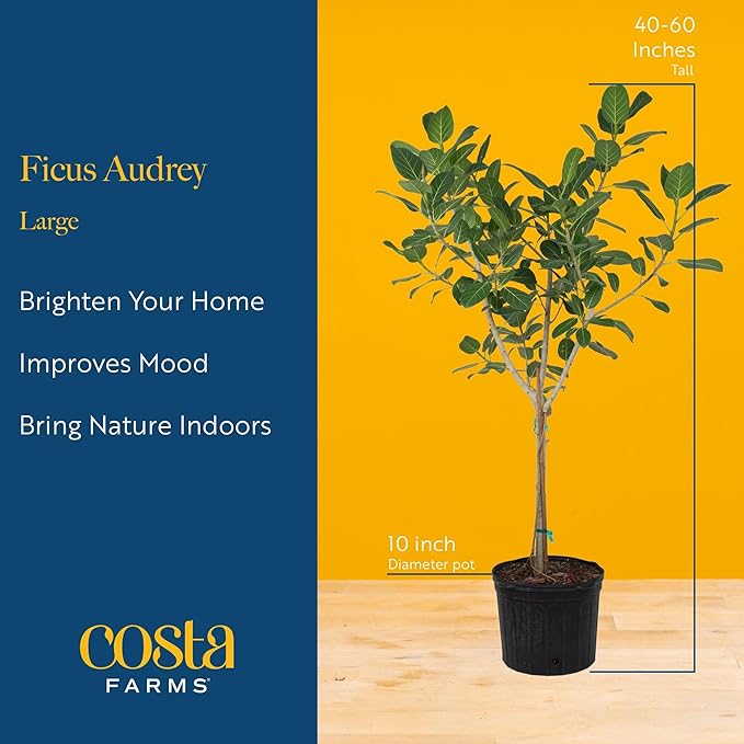 Costa Farms Ficus Audrey Tree Live Plant in Decorative Pot, Large Indoor Houseplant, Perfect for Home, Room, or Office Decor, Great House Warming or Birthday Gift, 2-3 Feet Tall