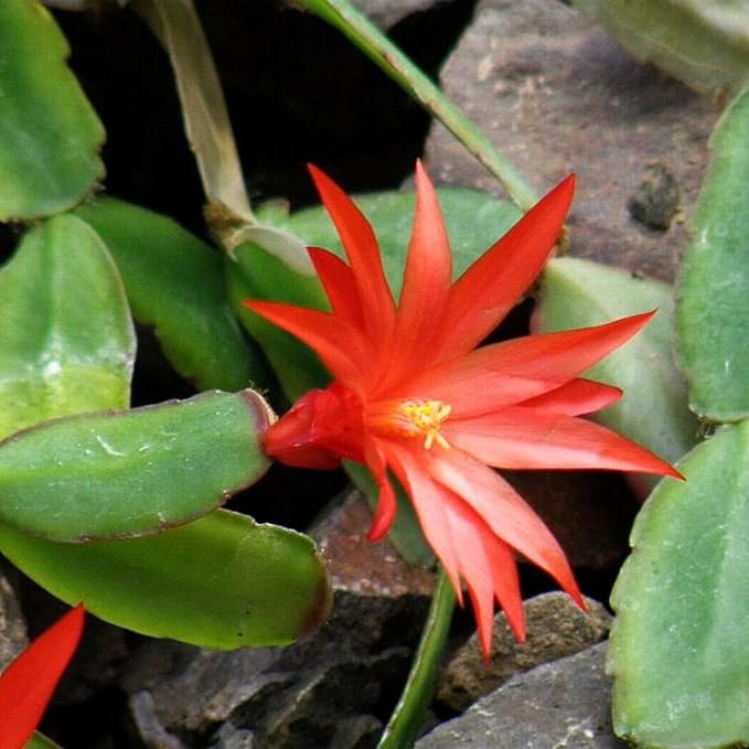 Easter Cactus Plants Live, Easter Cactus - 4 to 6 Inch Tall Houseplant Succulent Cactus Flower Plants, No Pot (Red Flowers)