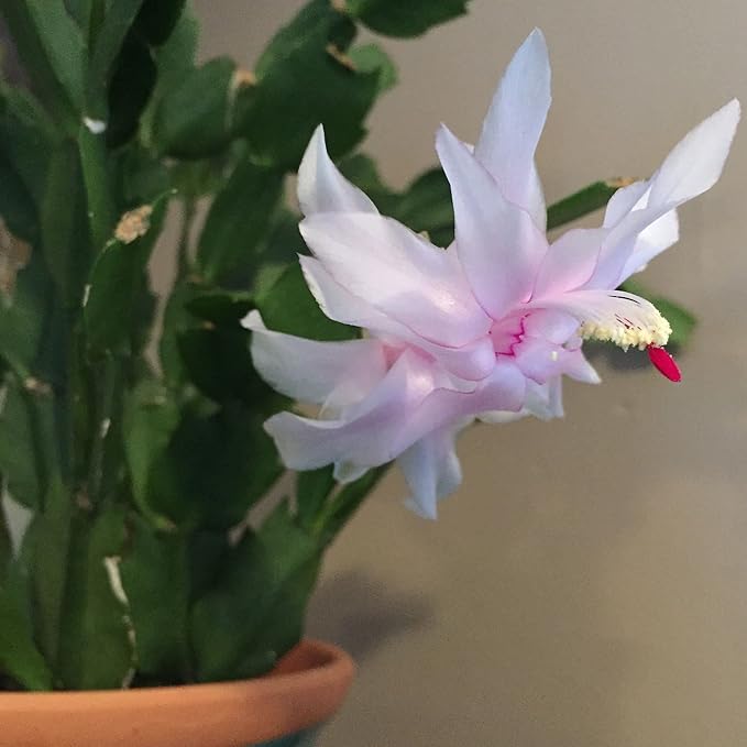 Christmas Cactus White 6" Pot -Zygocactus Plant Seasonal