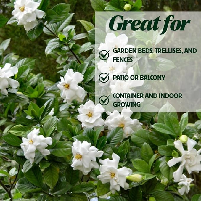 Frostproof Cape Jasmine Plants Live, Arabian Jasmine Plant Indoor, Fragrant Jasmines Flowers 4 to 7 Inch