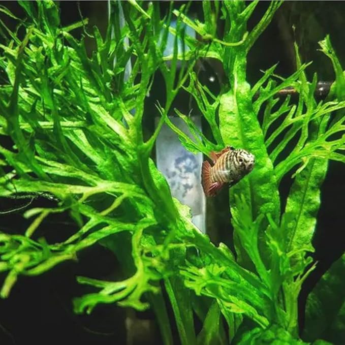 Mainam 4 Different Anubias Nana Amazon Sword Java Fern Windelov Hornwort Tropical Freshwater Live Aquarium Plant Decorations 3 Days BUY2GET1FREE