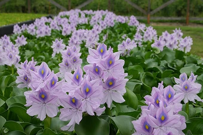 Floating Flowering Plant – Live Aquatic Plants for Ponds & Aquariums (1 Common Water Hyacinth (Eichhornia crassipes), 1, Count)
