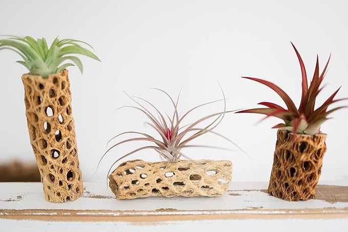 Air Plant Shop 5 Pack 3 Inch Cholla Cactus Holders with Assorted Air Plants- Wholesale and Bulk - Succulents - Live Tillandsia - Easy Care Indoor and Outdoor House Plants