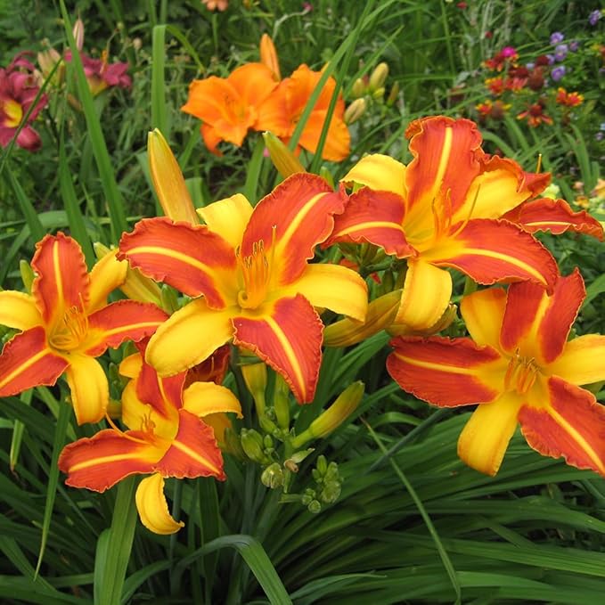 Frans Hals Daylily Flower Bulbs – Bicolor Orange and Yellow Blooms – Heat and Drought Tolerant Perennial for Full Sun Gardens (Zones 3–9) Fall Planting Spring Blooming