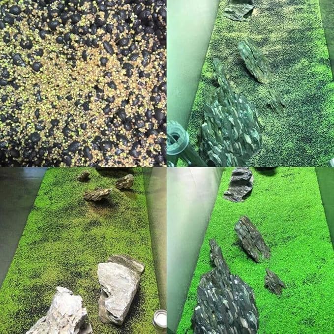 3 Pack Freshwater Aquarium Decor, Easy Growing Dwarf Carpet for Fish Tank/Terrarium, Natural Aquatic Plant Growth Material (Small Leaf)